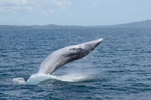 地球上最大的动物蓝鲸频现奥克兰并且它们将成为常客帅炸