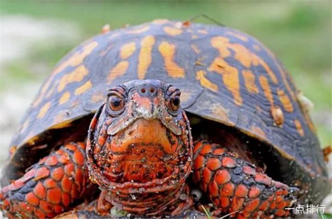 十大最好养的乌龟 宠物龟的种类有哪些