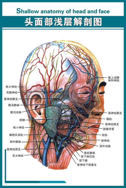 医学挂图人体系统示意图x11《头面部浅层解剖图》写真图x11