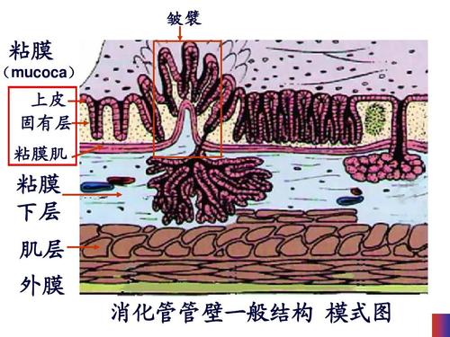 三,小肠(small intestine)