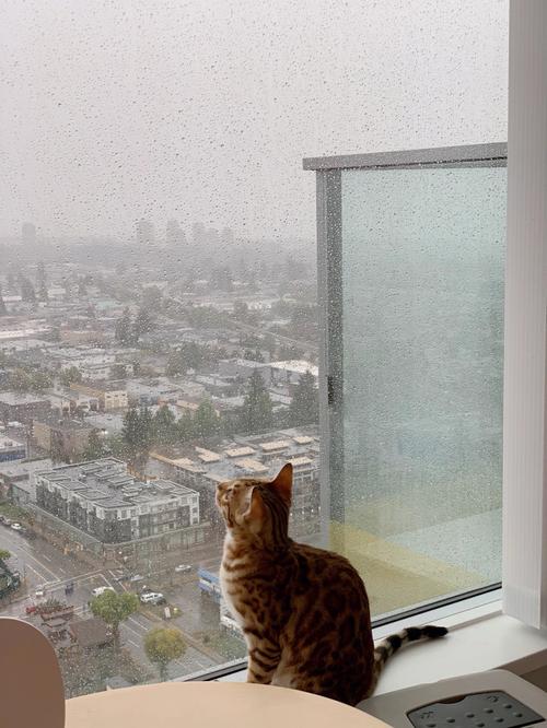 第一次看下雨的小猫咪
