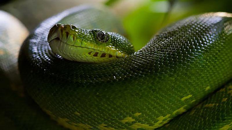 梦见小绿蛇是什么预兆
