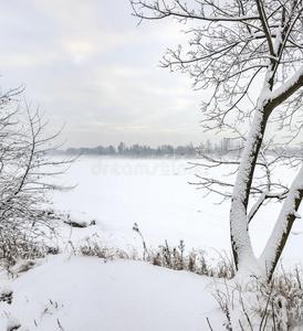 下雪的一月早晨采用内夫斯基森林公园.