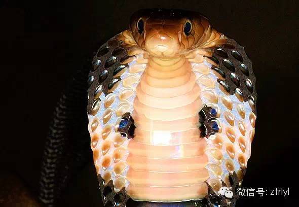 【rlyl物种说】今日--中华眼镜蛇(chinese cobra)