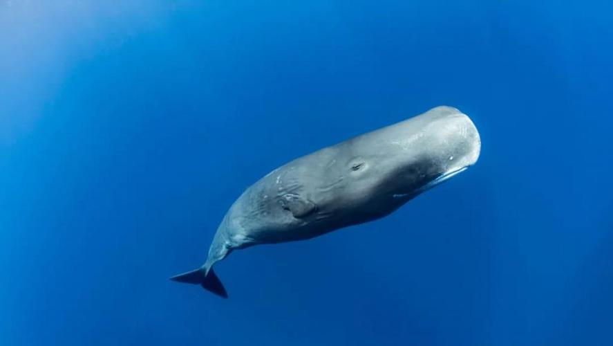 抹香鲸体长多少米