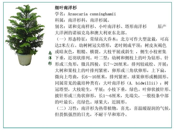 重庆风暴手绘资料分享——室内装饰植物ppt