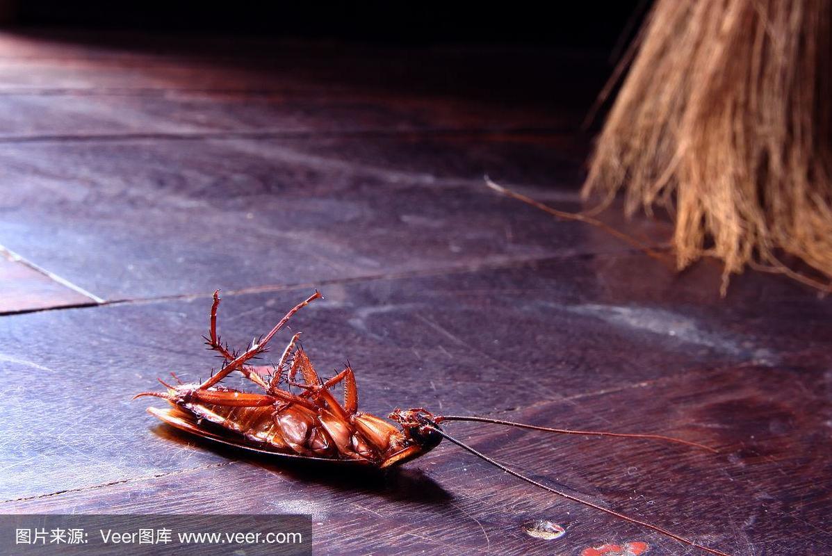 木地板上一只死蟑螂的特写镜头