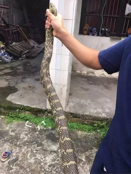 温州市民抓到一只5斤多的大王蛇吓人