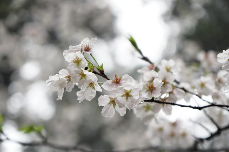 绚烂盛开的白色樱花图片 - 第8张
