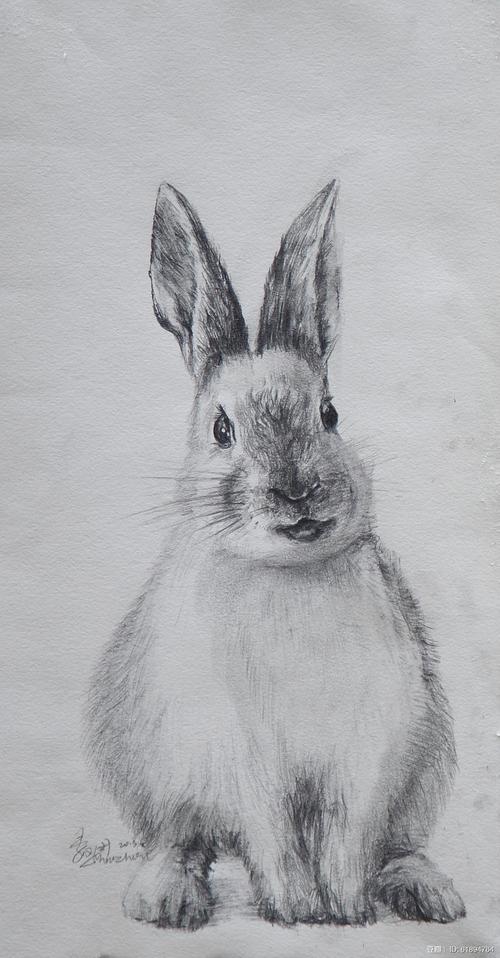 《兔子》,纸本素描