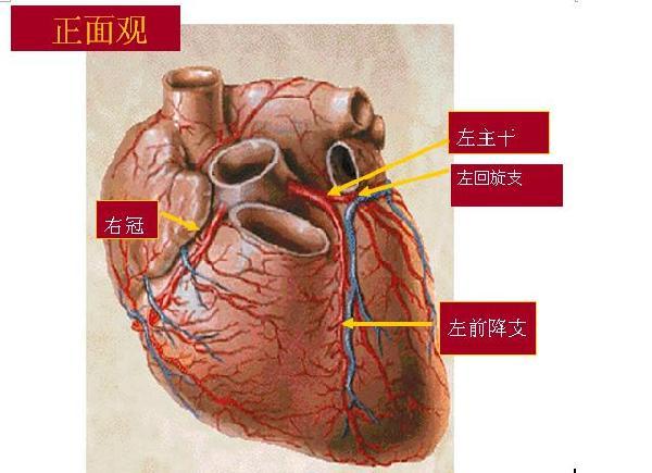 左冠状动脉前降支近中段管壁不规则增厚,管腔轻度狭窄