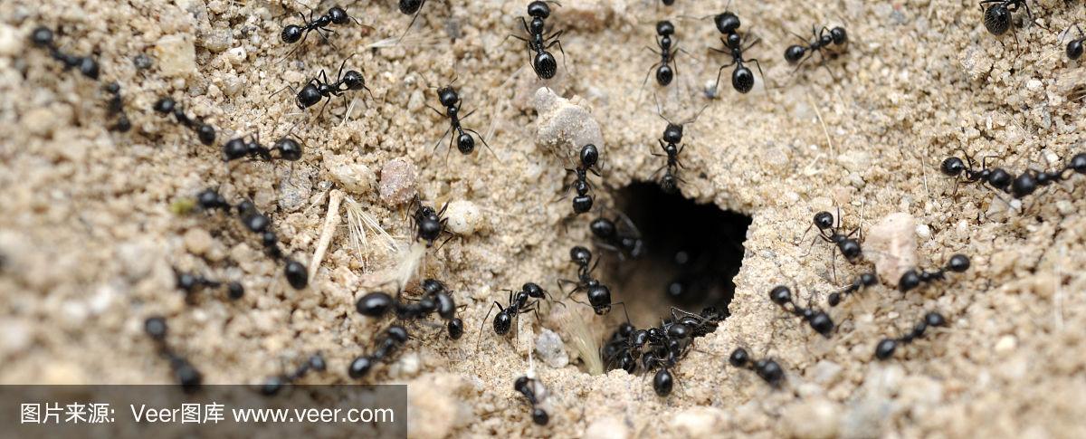 黑蚂蚁洞