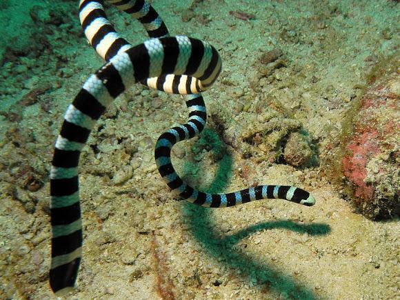 世界十大毒蛇之一的巨环海蛇是一种水陆两栖蛇分布范围也很广