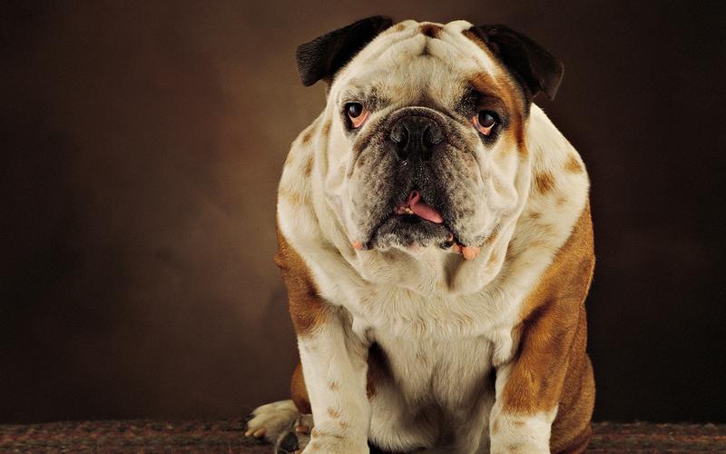 可爱憨厚的狗狗图片英国斗牛犬高清桌面壁纸第一辑