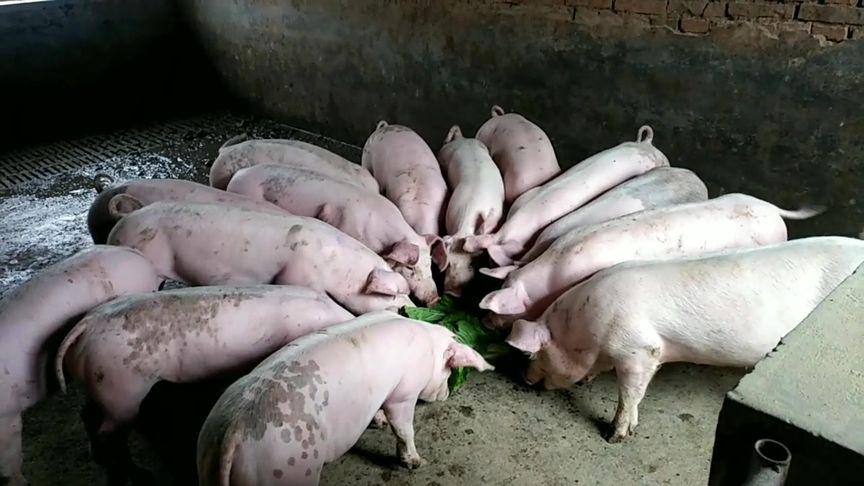 猪场流感第四天:猪舍流感基本痊愈,猪群进食正常,活力十足