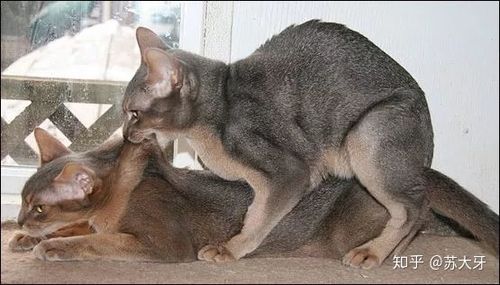 图解:公猫与母猫交配技术