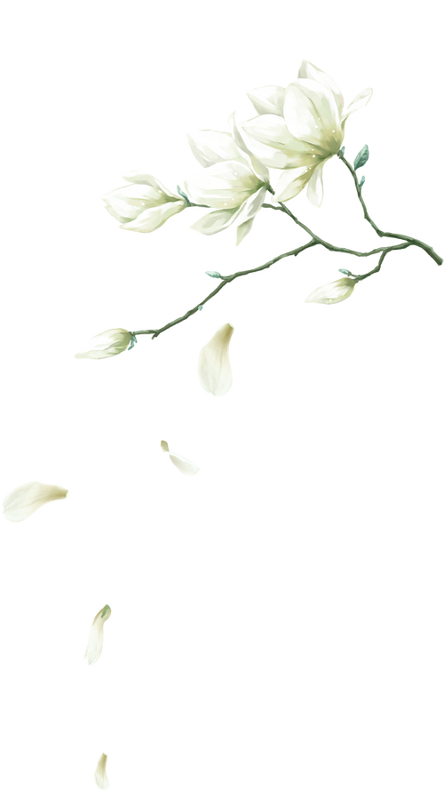 手绘杏花png水墨水彩画古风唯美装饰素材植物花卉花瓣白色的花