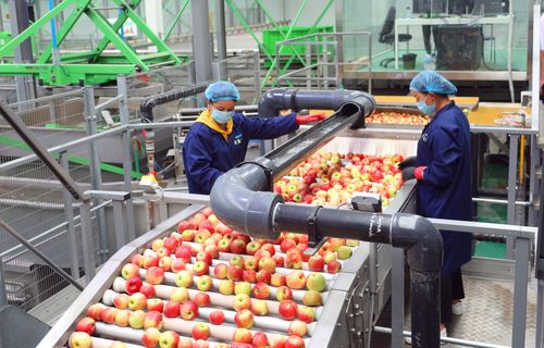 黄土高原果香飘苹果产业发展综述