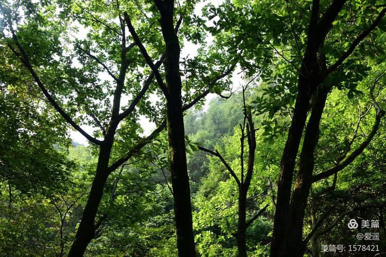 写美篇  大森林的早晨多么美,淡淡的晨雾静静的流水,山丛丛树丛丛
