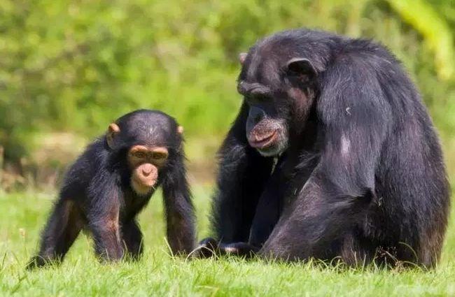 猩猩有多聪明