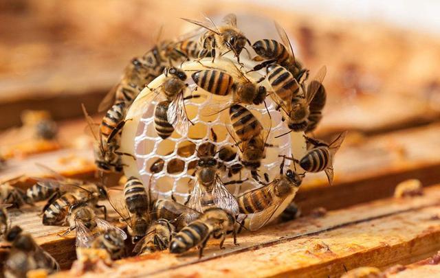 蜂头领|蜂群中工蜂的亲属优惠关系|幼虫|蜂王|蜂群_新浪新闻