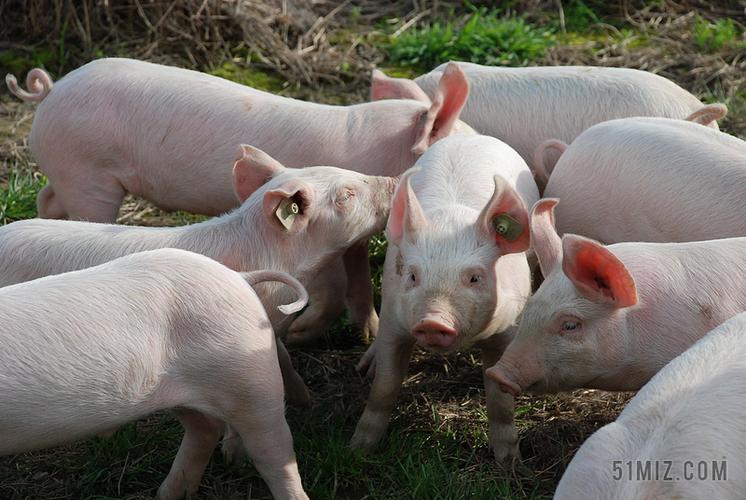 下载 简约农场养殖的猪群背景图片 下载 动物宠物家园黑色的猪和一群