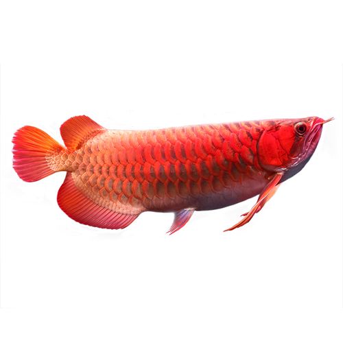 麒麟红龙鱼活鱼观赏鱼活体红金龙鱼苗 印尼赛级凤凰红龙鱼22-26公分