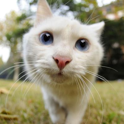 可爱小白猫头像