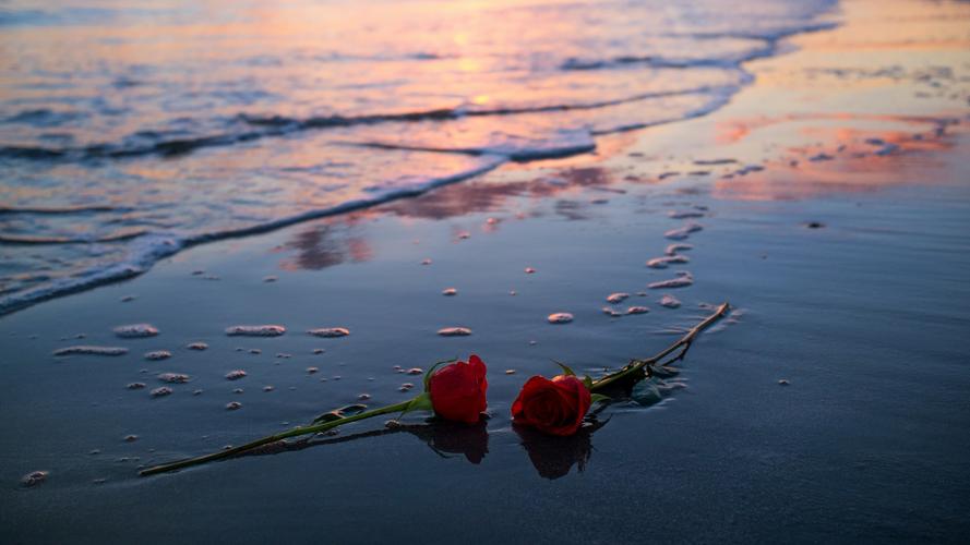 非主流,海滩,玫瑰,意境,我把爱情弄丢了壁纸
