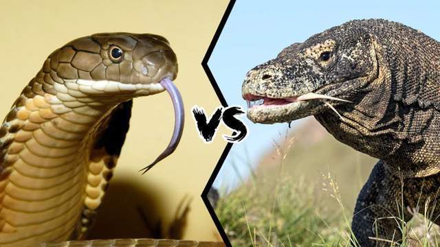 帝王眼镜蛇vs眼睛王蛇