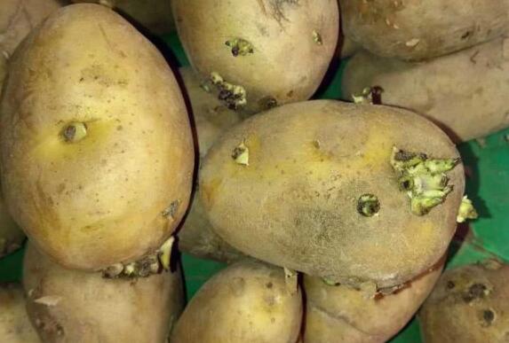 土豆发芽了还能吃吗发芽的土豆中含有一种毒素