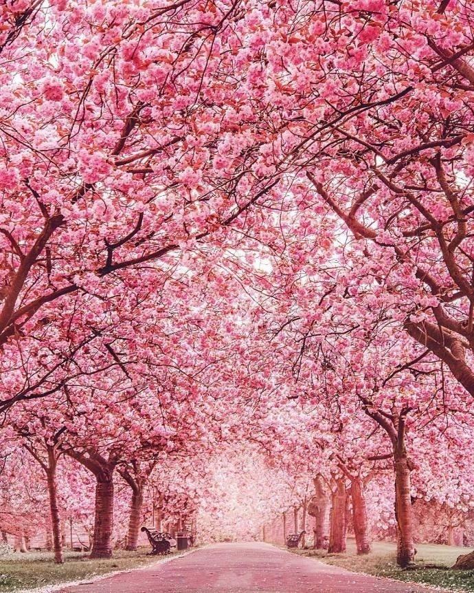 樱花绽放的季节唯美意境图片