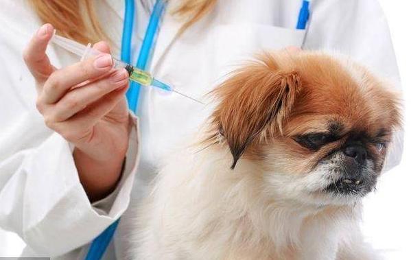 狗狗打疫苗的流程及注意事项,收藏