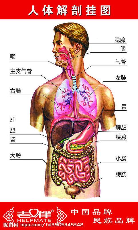 左胸下面是什么器官