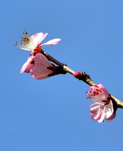 【图片22】春季花美景--蜂鸟论坛照片套图
