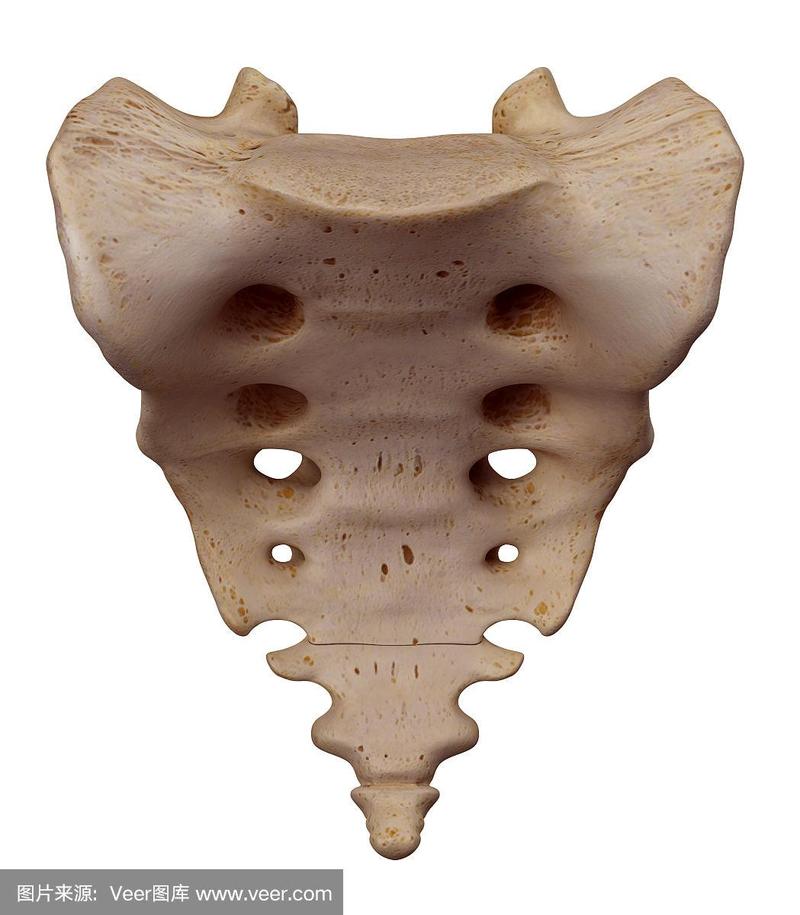 骶尾椎骨在哪个位置图片