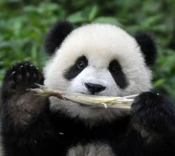 大熊猫与唐家河的故事