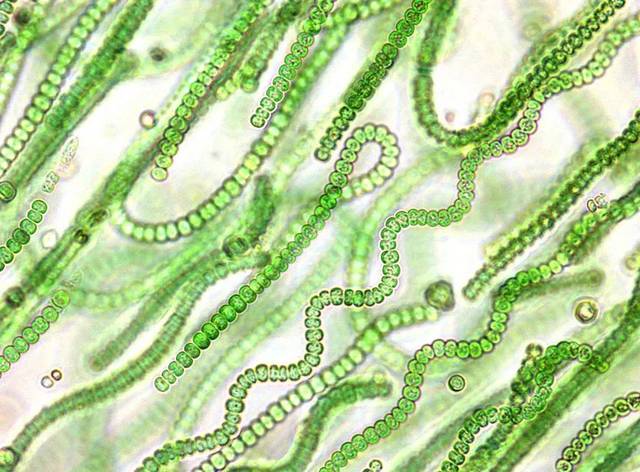 蓝藻是细菌吗