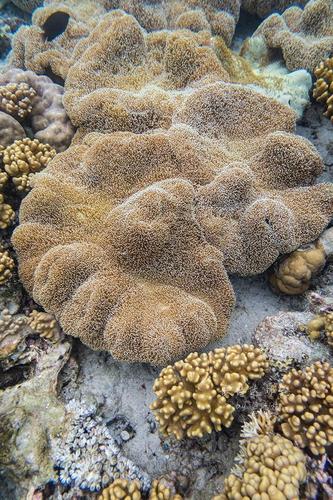 有些如海绵,有些如触手,各式各样的珊瑚太多太美,没有人群的打扰,自由