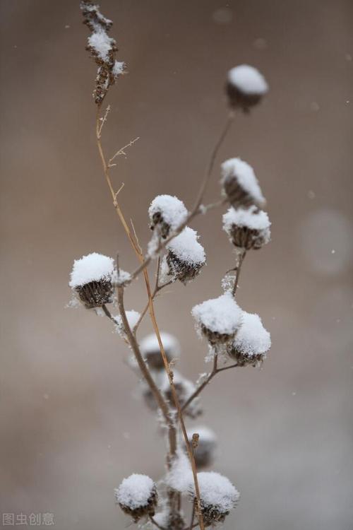下雪啦冬日唯美雪景图片一起欣赏雪中浪漫的意境