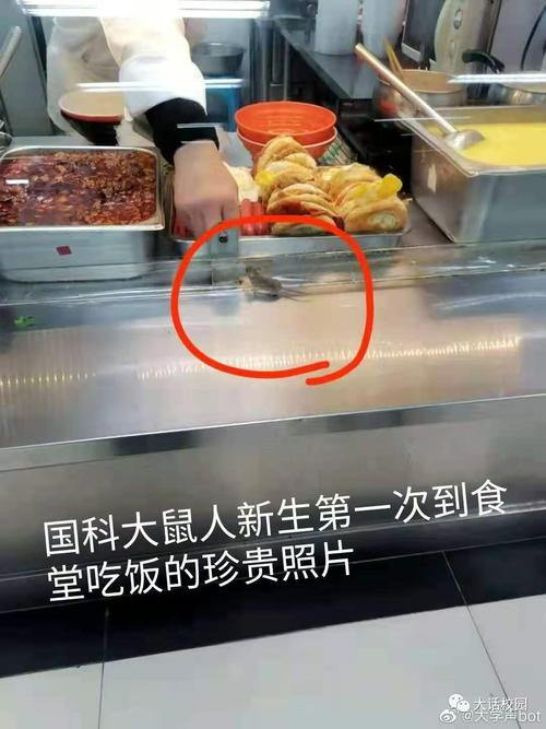 吐了北京一高校食堂惊现老鼠学生不讲武德耗子尾汁