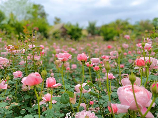 成都超浪漫玫瑰花海上线少有人知的冷僻玫瑰谷遍植玫瑰的法国庄园这些