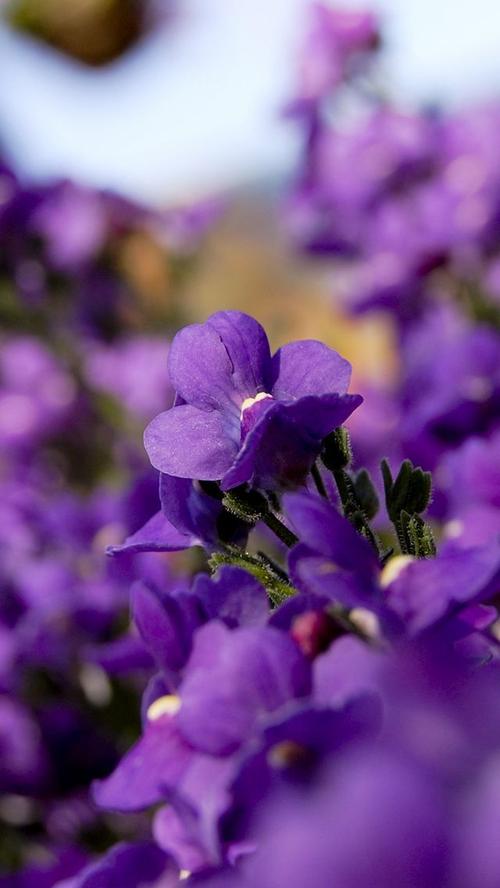 美丽迷人的紫色花卉iphone手机壁纸
