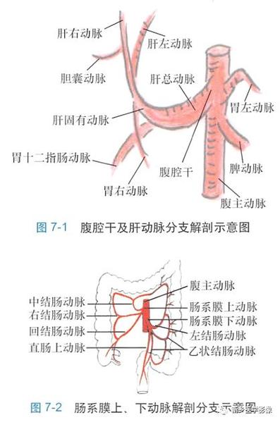腹部主要血管正常解剖和变异_动脉