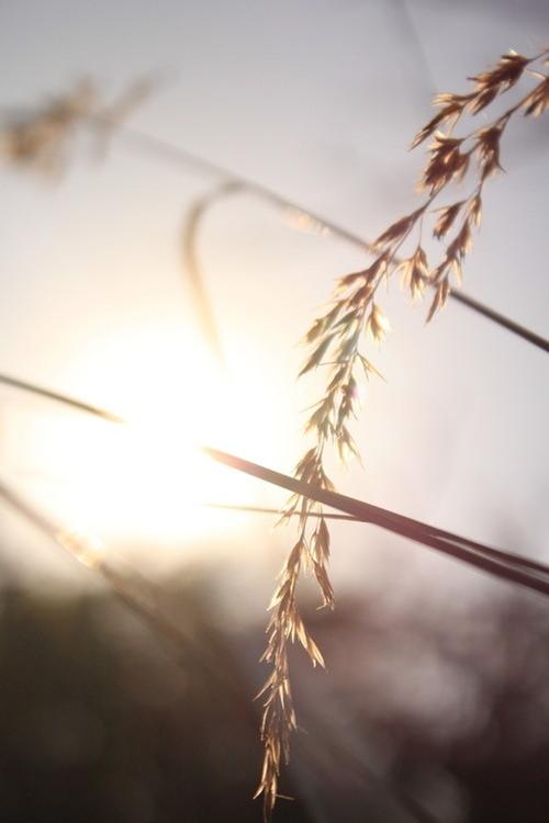 阳光中的麦穗 唯美意境花草摄影图片赏