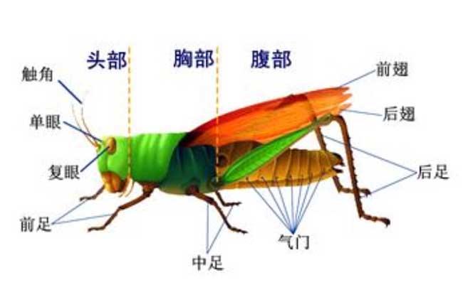 蝗虫的呼吸器官是什么