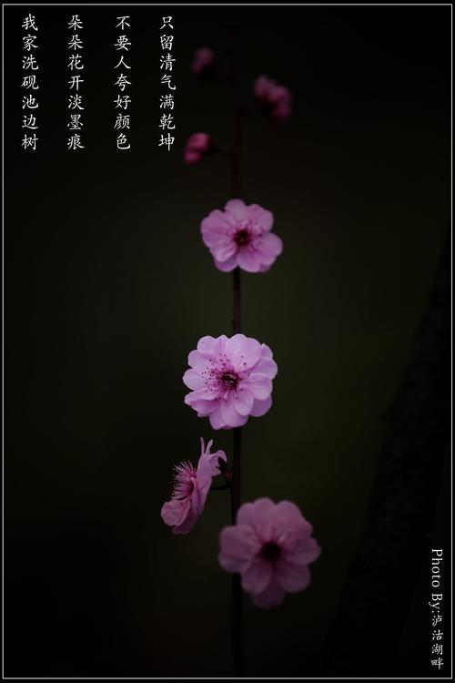 【梅花二弄摄影图片】杭州超山风光摄影_泸沽湖畔·视野_太平洋电脑网