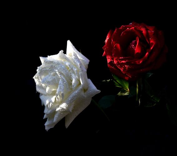 红玫瑰 & 白玫瑰