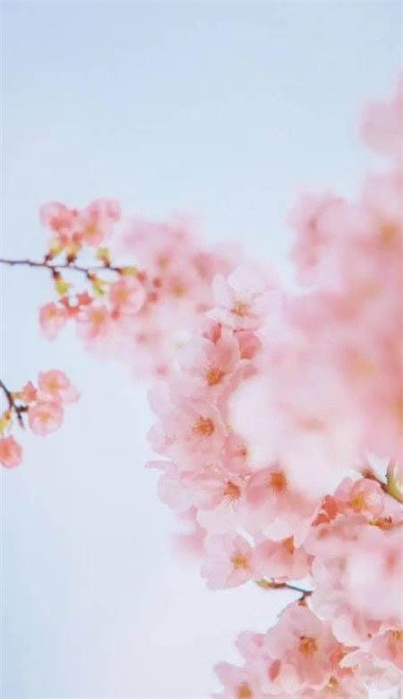 唯美好看的樱花意境图片,手机壁纸樱花唯美意境图片