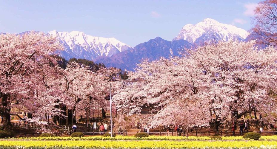 每年日本追寻着樱花前线的人们,在樱花树下度过春日最美好的时光